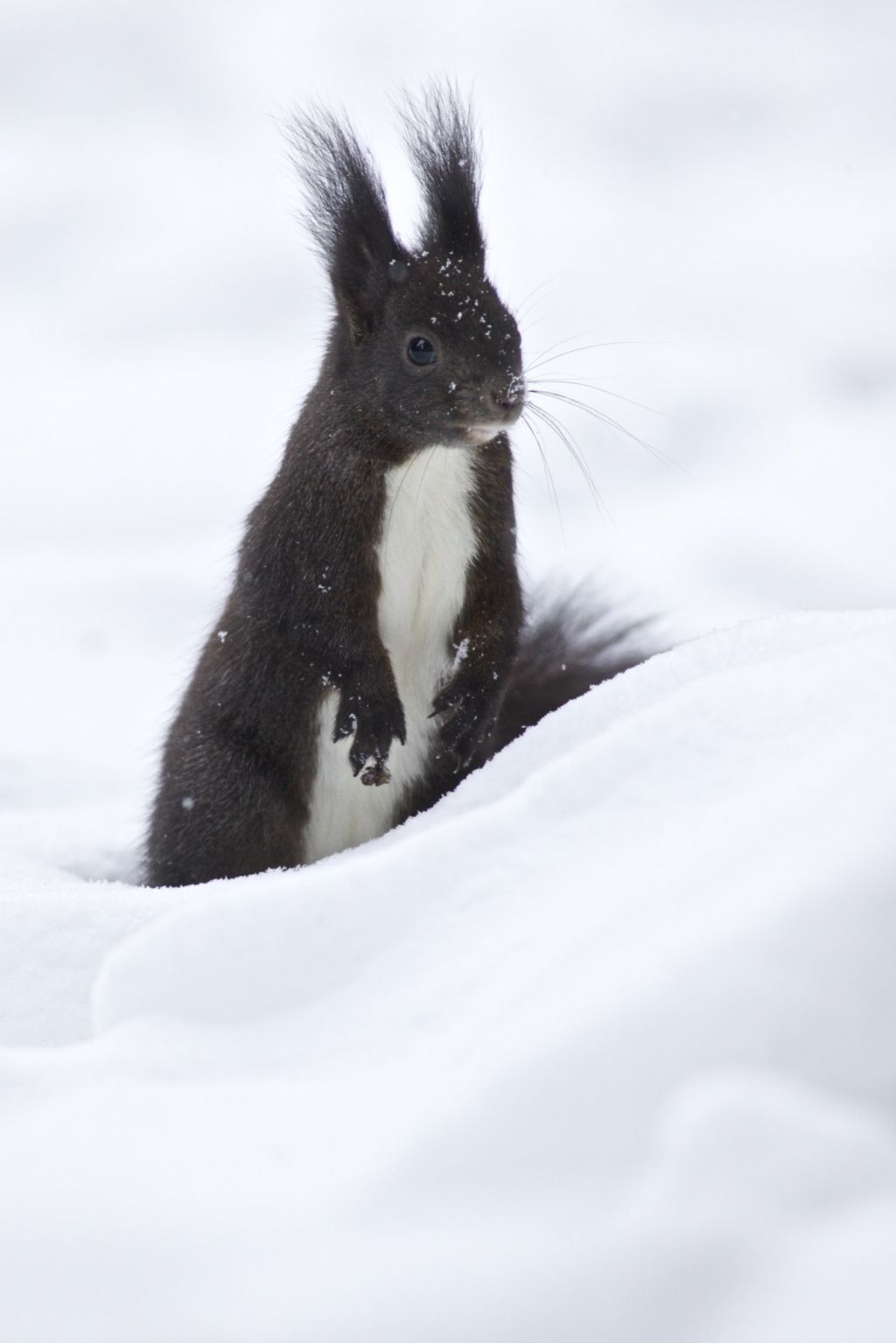 Sciurus vulgaris 2 - Val Pusteria (BZ)